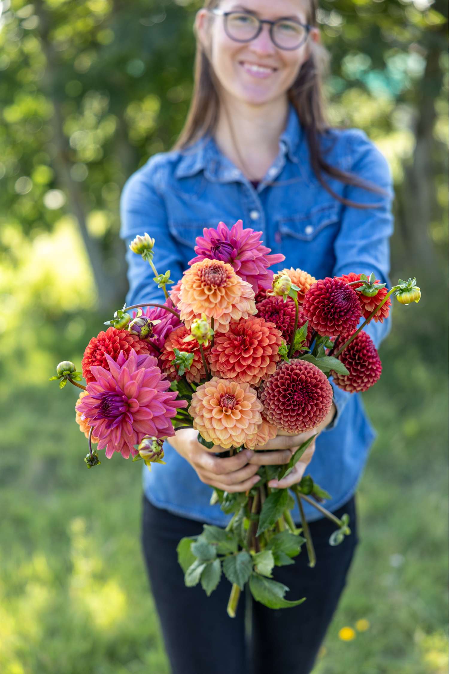 Dahlia collectie 'Campari'